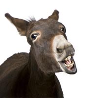 Happy donkey