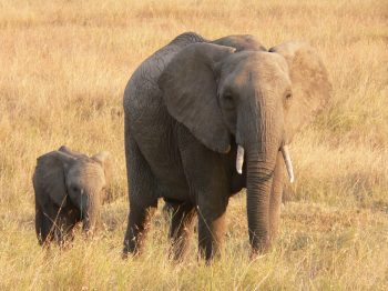 Mother elephant with tiny baby